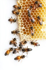 Honey bee hive with patterns.