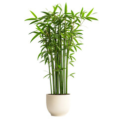 Tall Bamboo Plant in White Pot Isolated on Transparent Background