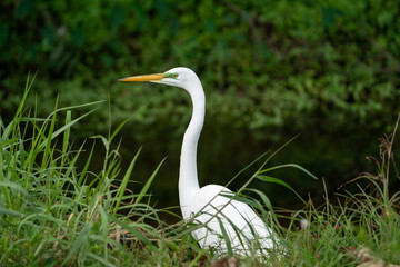 Great Egret standing on the bank of a river.