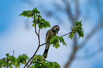 Blue Jay perched at the top of a tree.