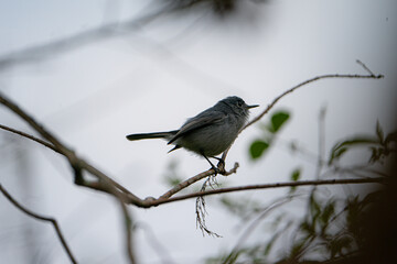 Blue-Gray Gnatcatcher perched on the branch of a tree.