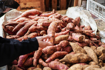 A hand reaches for sweet potatoes at a vibrant market stall. The rich colors and abundant harvest are shown. Sweet Potatoes at the Market: A Vibrant Harvest