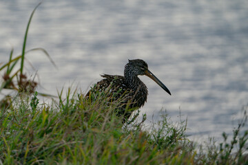 Limpkin standing in the middle of some trees.