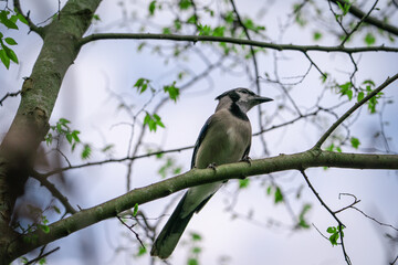 Blue Jay perched at the top of a tree.