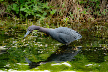 Little blue heron hunting for food in water.