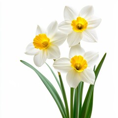 Fototapeta premium Spring flowers on white.