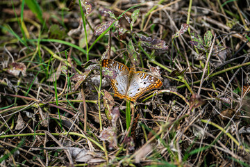 White Peacock butterfly resting in a grassy area.