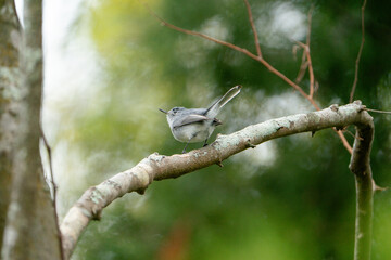 Blue-Gray Gnatcatcher perched on the branch of a tree.