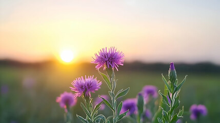 Pink and Purple Wildflowers at Sunset in a Field
