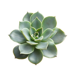A Small Succulent Plant with Plump Fleshy Leaves Isolated on Transparent Background