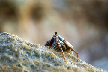 Crab on a rock in the ocean