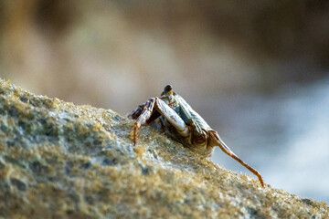 Crab on a rock in the ocean