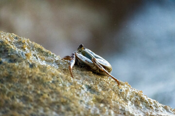 Crab on a rock in the ocean