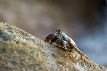 Crab on a rock in the ocean
