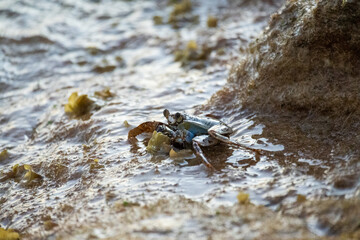 Crab on a rock in the ocean