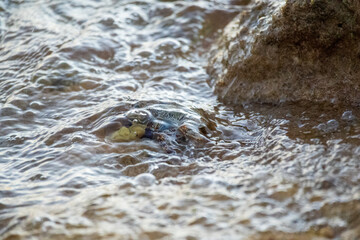 Crab on a rock in the ocean