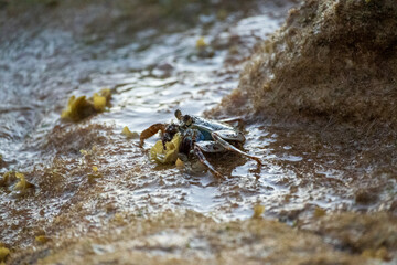 Crab on a rock in the ocean