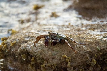 Crab on a rock in the ocean