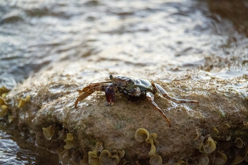 Crab on a rock in the ocean