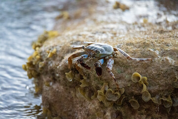 Crab on a rock in the ocean
