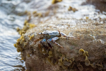 Crab on a rock in the ocean