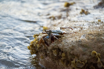 Crab on a rock in the ocean