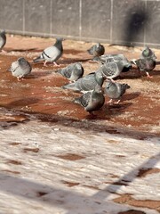 A flock of pigeons can be seen feeding on the ground outside of a bustling urban building in the city.