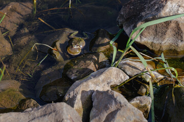 Frog in pond with inflated neck 