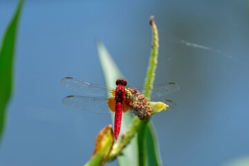 炎天下にのんびりくつろぐショウジョウトンボ