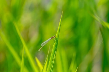 グリーンバックにのんびりくつろぐイトトンボ