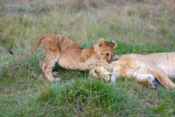 Lion cub playfully pounces on its mother in the grass.