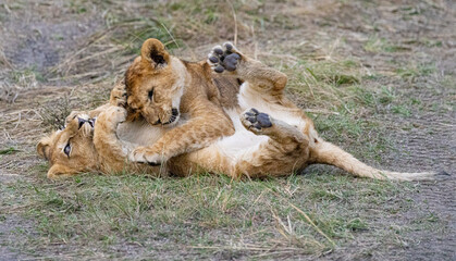 Two lion cubs playfully wrestle on the ground.