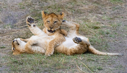 Two lion cubs playfully wrestle on the ground.