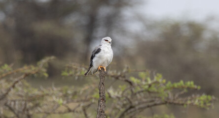 Black-winged kite perched atop a branch, watchful and alert.