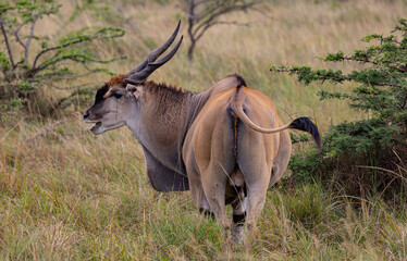 Eland antelope in grassy field, rear view.