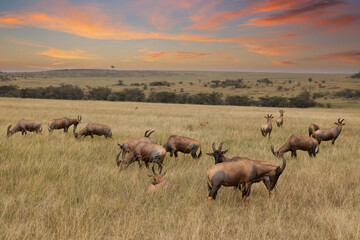 Antelopes graze in a grassy field under a colorful sky.