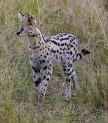 Young serval cat stands alert in tall grass.