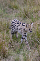 Serval cat stalks through tall grass, hunting prey.