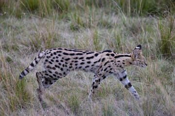 Serval cat stalks through tall grass, hunting prey.