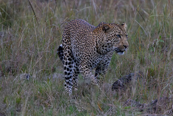 Leopard prowls through tall grass, hunting.