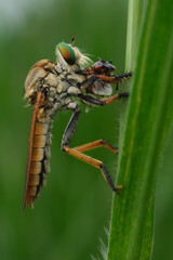 eating robberfly with prey, 25 February 2025 Indonesia