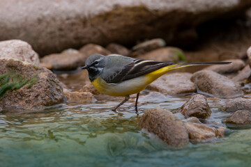 Male wagtail. Grey wagtail. Wagtail in the river. Bird in its natural environment. Motacilla cinerea.