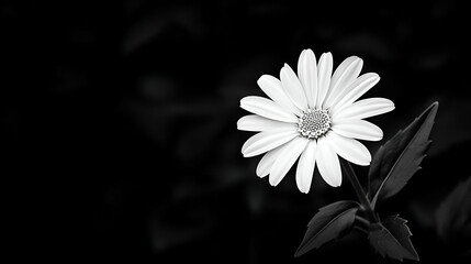 Black And White Close Up Of A Single White Daisy Flower Against A Dark Background