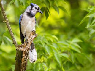 Blue Jay perched on a tree branch