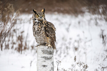 Great Horned Owl perched in Winter, snowy blurred background