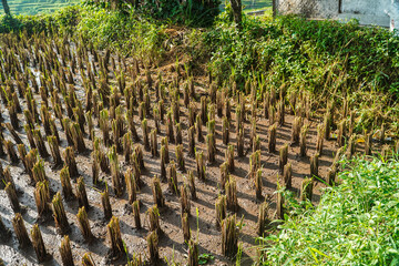 A sunlit rice paddy field showcasing the orderly rows of rice plants. The scene depicts rural...