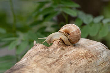 An ordinary garden snail on the stump on a blurred background.Grape snail with damaged shell.Wildlife, natural habitat.