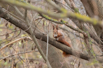 Red Squirrel climbing up in a tree.Squirrel in its natural habitat.
