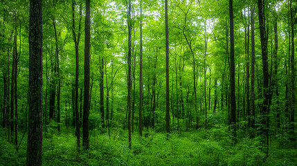 Fototapeta premium Lush Green Forest with Sunlight Dappled Through Trees