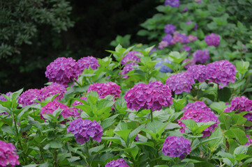 梅雨の紫陽花